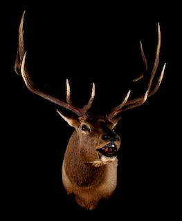 Montana Rocky Mountain Trophy Elk Shoulder Mount