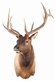 WY Rocky Mountain 6x6 Royal Elk Shoulder Mount