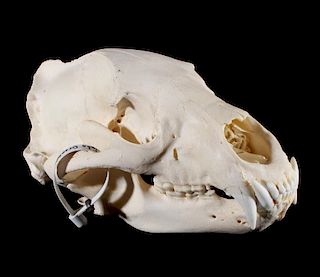 Black Bear Taxidermy Skull - Alberta, Canada