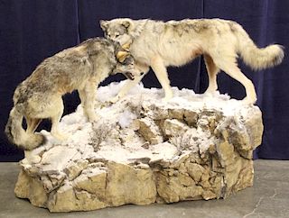 Montana Timber Wolves Taxidermy Mountain Scene