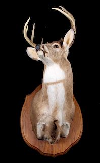 Montana Whitetail Deer Shoulder Trophy Mount