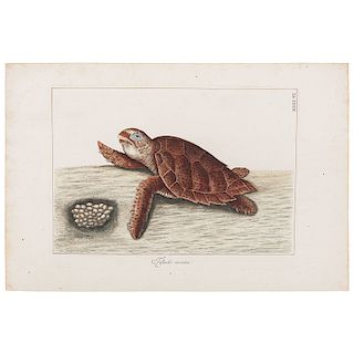 Mark Catesby, Hand-Colored Engravings, From The Natural History of Carolina, Florida, and the Bahamas Islands