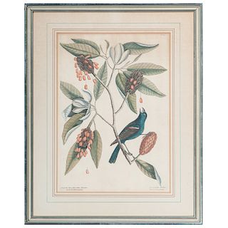 Mark Catesby Hand-Colored Engravings, The Blue Grosbeak and The Baltimore Bird 