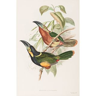 Three Hand-Colored Avian Engravings by Gould and Richter