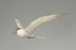 Important Calling Tern, A. Elmer Crowell (1862-1952)