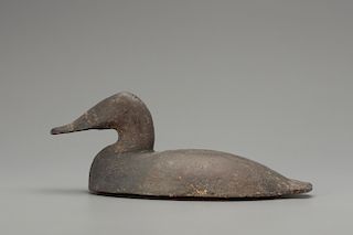 Canvasback Wing Duck