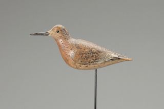 Red Knot, John Dilley