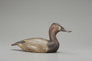 Canvasback Hen, The Ward Brothers
