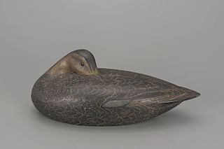 Sleeping Black Duck, Louis C. Rathmell (1898-1974)