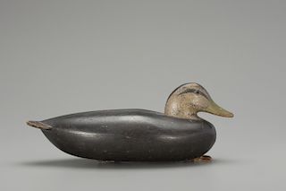 Black Duck, Albert Davids Laing (1811-1886)