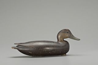 Black Duck, John English (1848-1915)