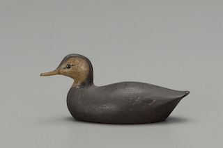 Miniature Black Duck, George H. Boyd (1873-1941)