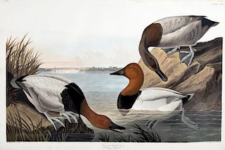 after John James Audubon (1785-1851), Canvas-backed Duck