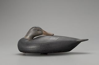 Sleeping Black Duck, Mark S. McNair (b. 1950)