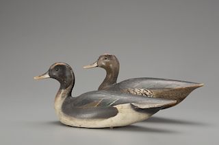 Pintail Pair, The Ward Brothers