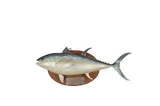 Bluefin Tuna Model