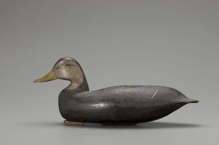 Black Duck, Levi Rhodes Truex (1860-1934)