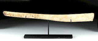 Ancient Arctic Walrus Baculum - Penis Bone Fossil