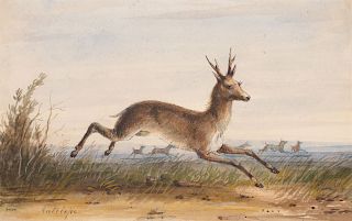 Alfred Jacob Miller (1810-1874), Antelope