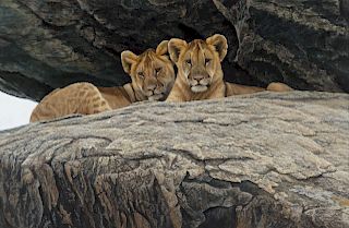 Robert Bateman (b. 1930), Lion Cubs (1977)