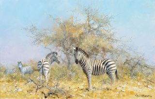 David Shepherd (1931-2017), Zebras (1997)