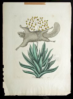 18th C. Mark Catesby Colored Engraving, Flying Squirrel