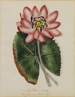 18th/19th C. Botanical Watercolor. "Nymphaea Rubra