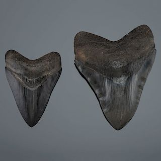 Two Megalodon Teeth