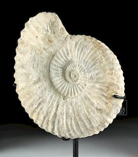 Large / Heavy Fossilized Ammonite