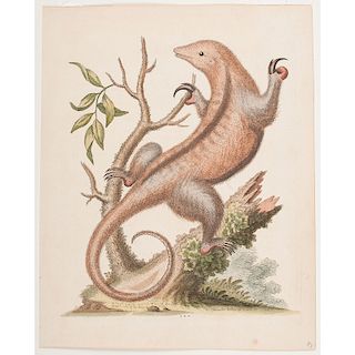 George Edwards Hand-Colored Engravings of Fish and Mammal
