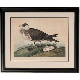 Audubon Havell Avian print, Pomarine Jager, Lestris Pomariuns