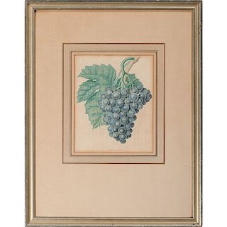 Hand-Colored Lithographs of Grapes