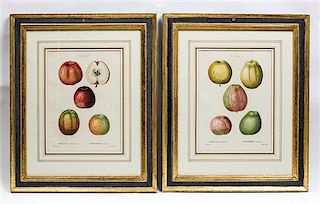 * A Pair of French Hand-Colored Engravings Height 14 inches.
