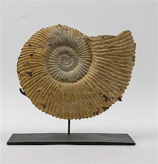 * An Anemone Fossil Replica on Stand Height 11 inches.