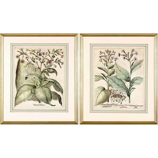 Pair of Basilius Besler Hand-Colored Botanical Engravings