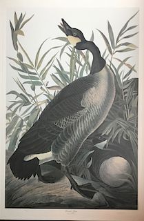 Lithograph, Canada Goose, by M. Bernard Loates