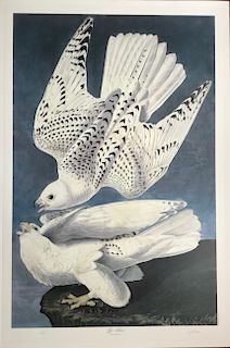 Lithograph, Gyr Falcon, by M. Bernard Loates