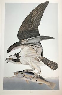 Lithograph, Osprey, by M. Bernard Loates