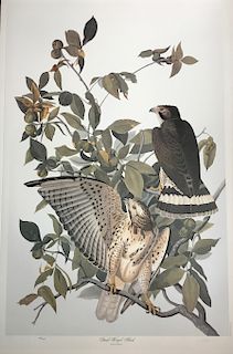 Lithograph, Broad-Winged Hawk, by M.  Bernard Loates