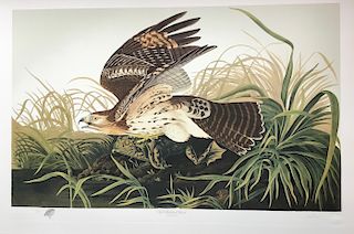 Lithograph, Red Shouldered Hawk, by M. Bernard Loates