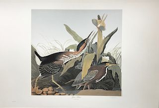 Lithograph, Green Heron, by M. Bernard Loates