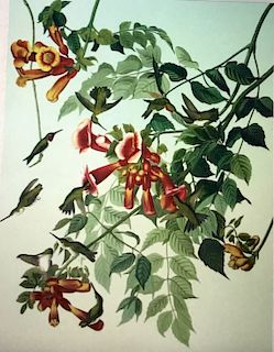 Lithograph, Ruby-Throated Hummingbird, by M. Bernard Loates