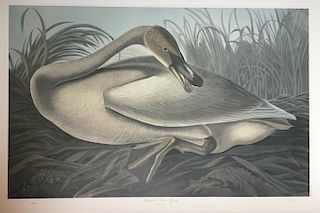 Lithograph, Trumpeter Swan, Juvenile, by M. Bernard Loates