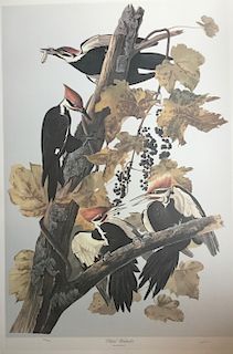 Lithograph, Pileated Woodpecker, by M. Bernard Loates