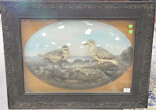 Diorama of two shore birds in bubble glass with hand painted background frame, 19th century. total size 36" x 24"