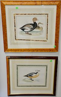 Group of six framed duck prints including (1) Red-Breasted Merganser, printed in Italy by Grafiche Tassotti; (2) Steller's Western D...