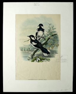 1875 Colored Lithograph, Birds of New Guinea, J. Gould