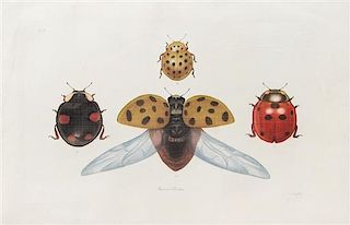 Artist Unknown, (20th Century), Insect Illustrations