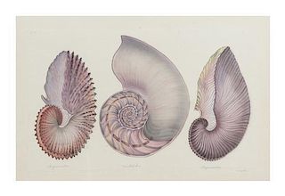 La Roche Laffitte, (French, b. 1943), Shells and Marine Life Studies (four works)