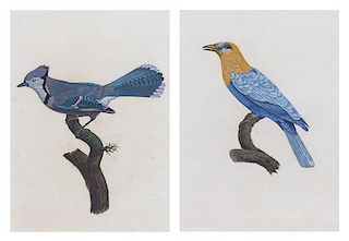 Artist Unknown, (20th Century), Bird Studies